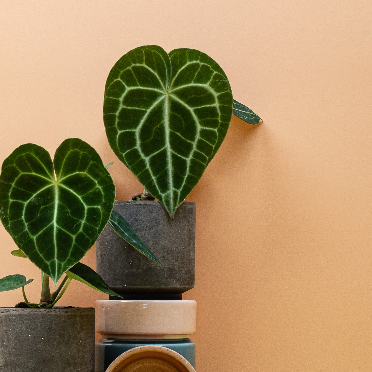 Anthurium Clarinervium, kompakte Flamingoblume mit Blattzeichnung – Ansicht 10