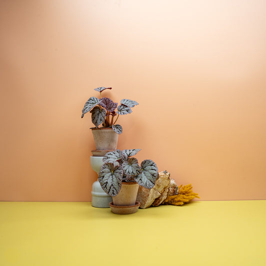 Begonia Rex Spirit of Bali, silbrige Blätter mit weinroter Aderung – potflourri