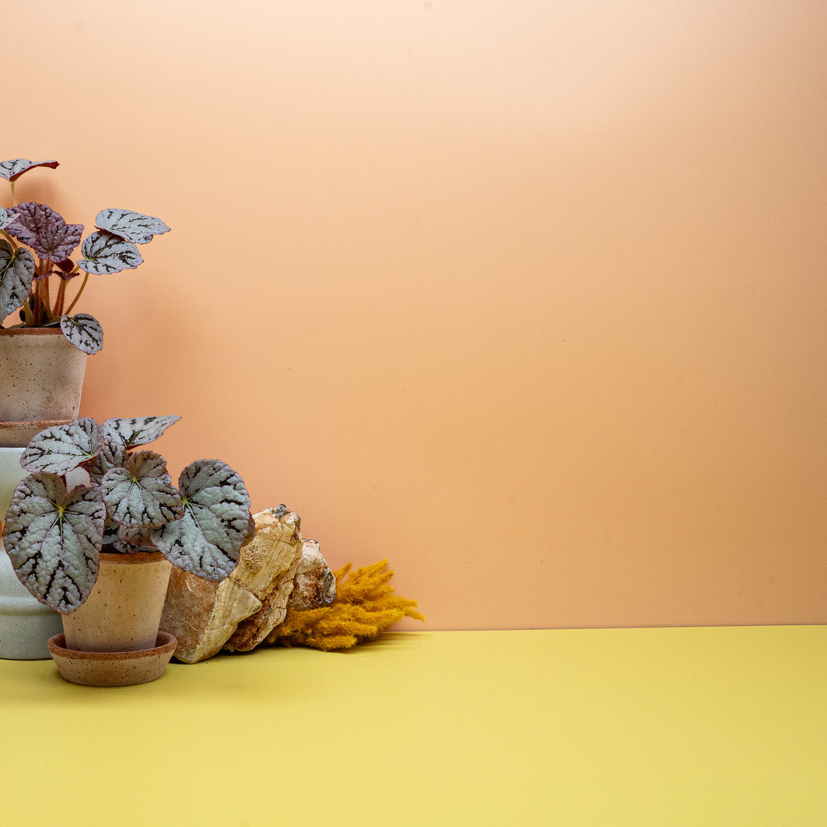 Begonia Spirit of Bali aus der Spirit-Serie mit gewelltem Blattrand