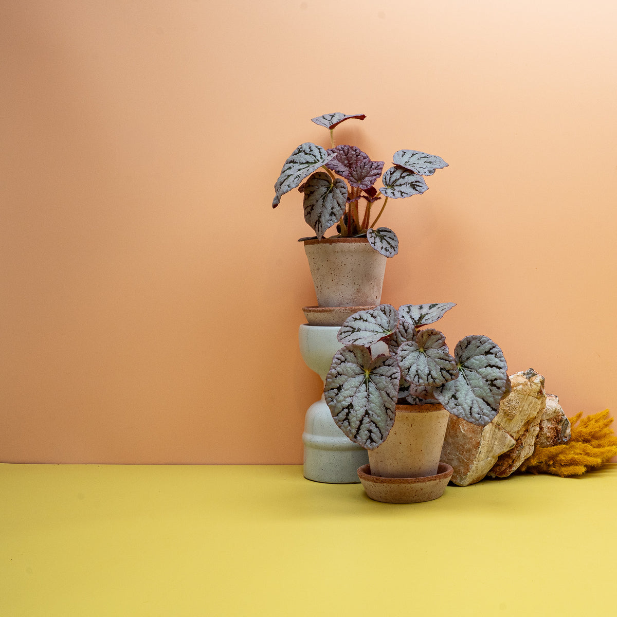 Begonia Rex Spirit of Bali im 6-cm-Topf, kompakte Rex-Begonie – potflourri