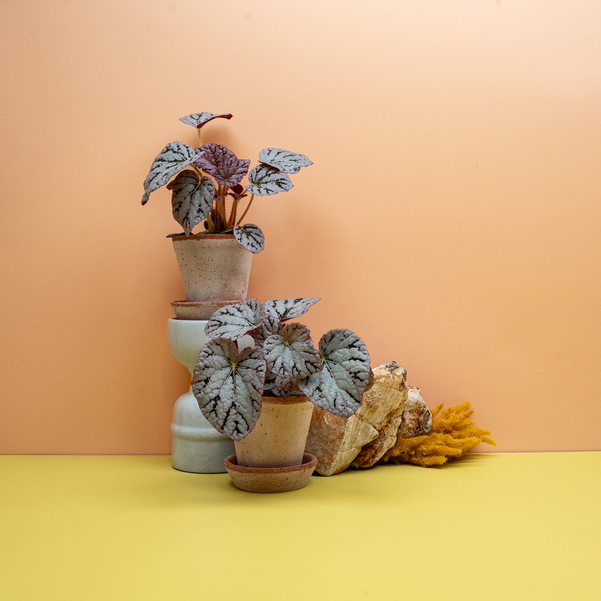 Begonia Rex Spirit of Bali, silbrige Blätter mit weinroter Aderung – potflourri