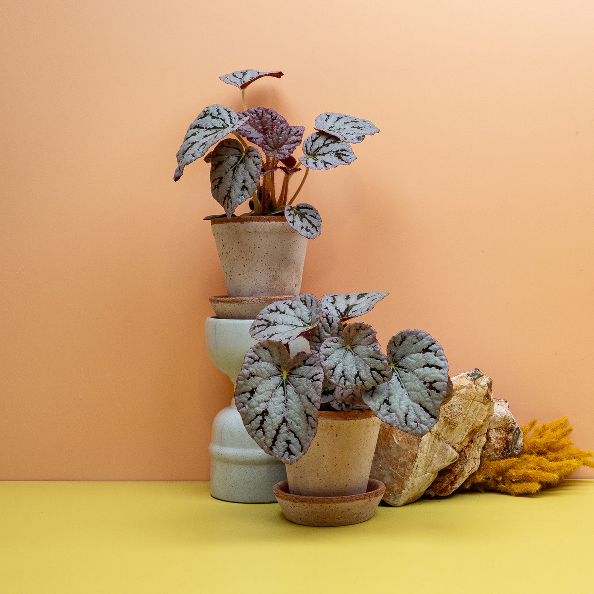 Begonia Rex Spirit of Bali Größe XS, silbrige Blattschmuck-Begonie