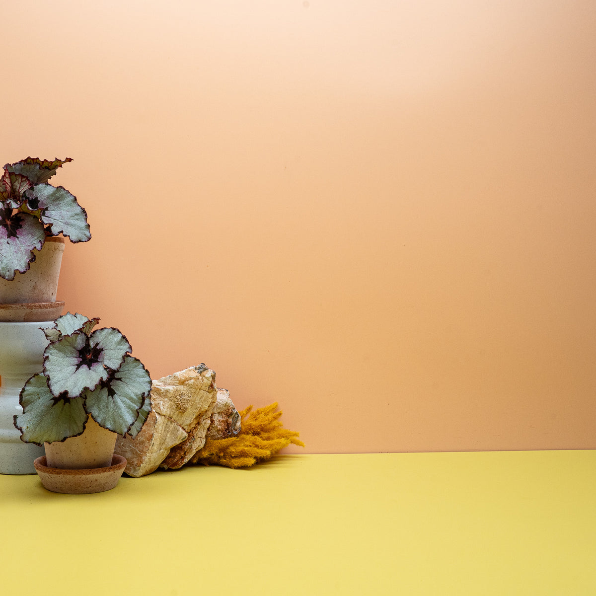 Begonia Spirit of Java aus der Spirit-Serie mit gewelltem Blattrand