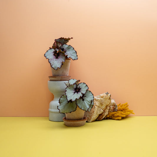 Begonia Rex Spirit of Java, silbrig-grüne Blätter mit dunkler Mitte – potflourri