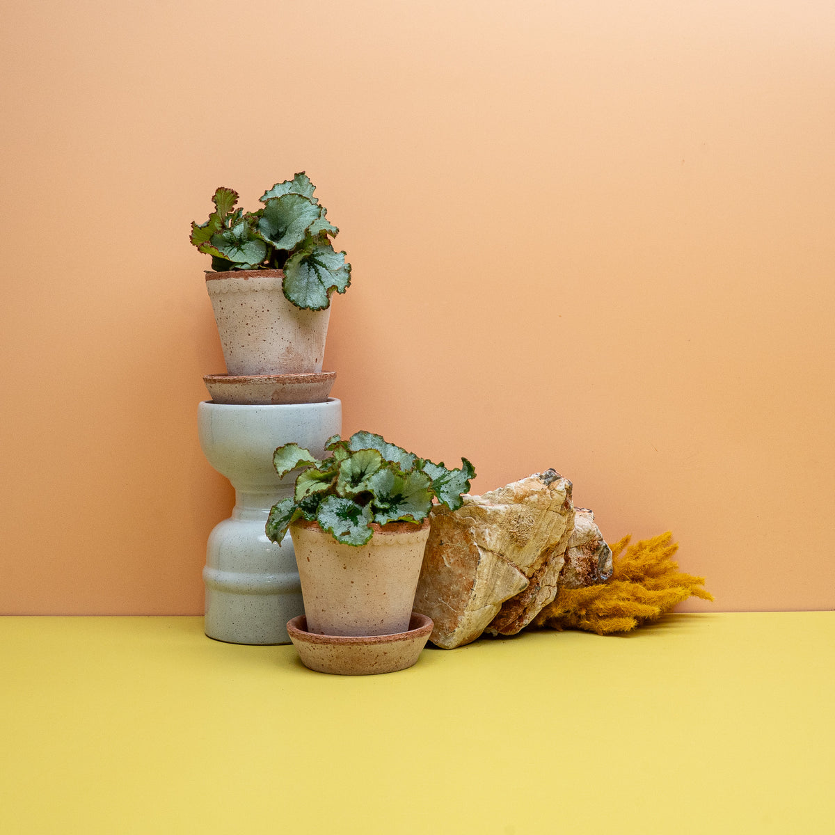 Begonia Rex Spirit of Kwale Größe XS, grüne Blattschmuck-Begonie