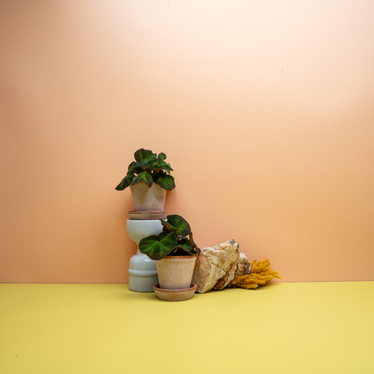 Begonia solimutata, Sun Changing Begonia aus Brasilien