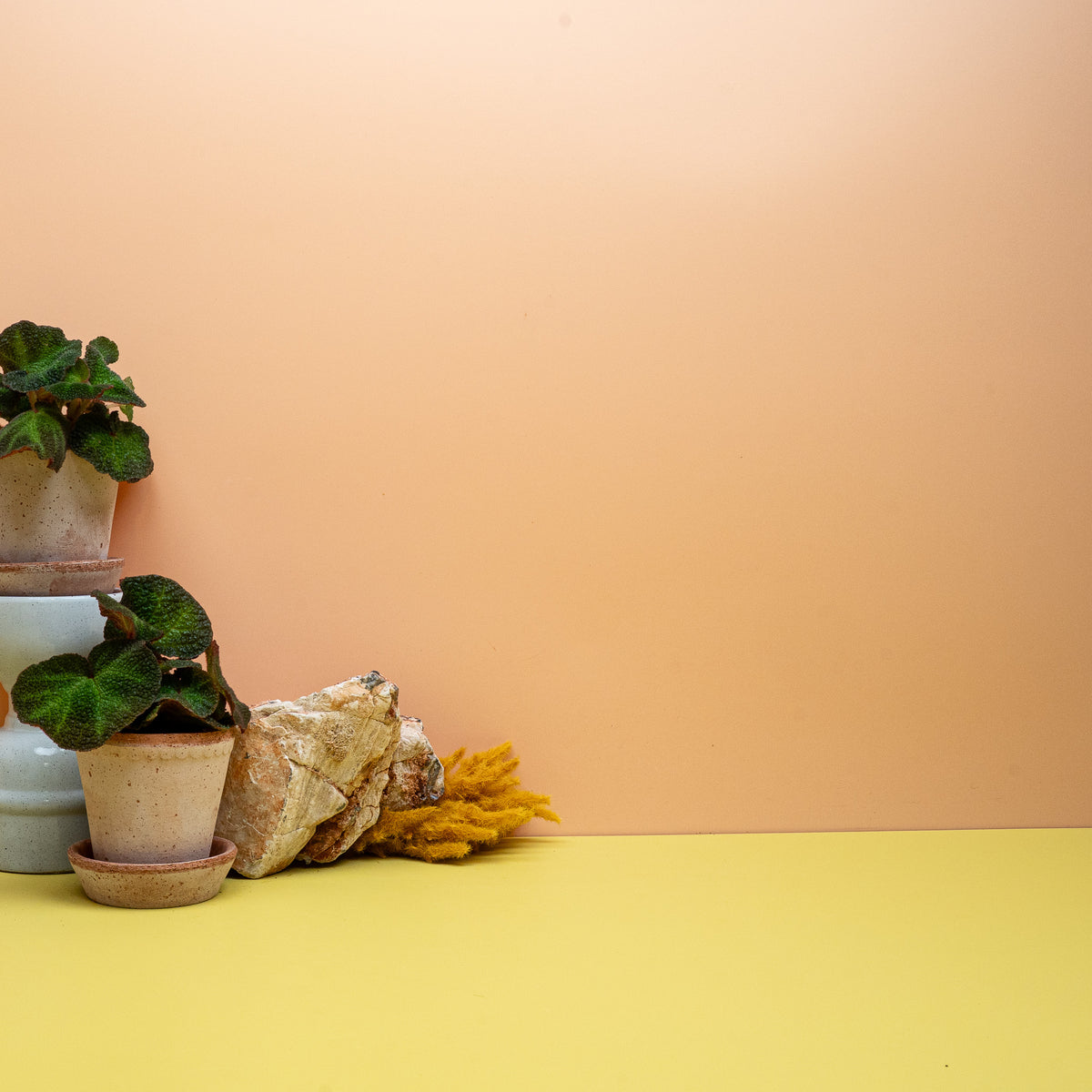 Begonia Soli Mutata mit rau strukturierter Blattoberfläche