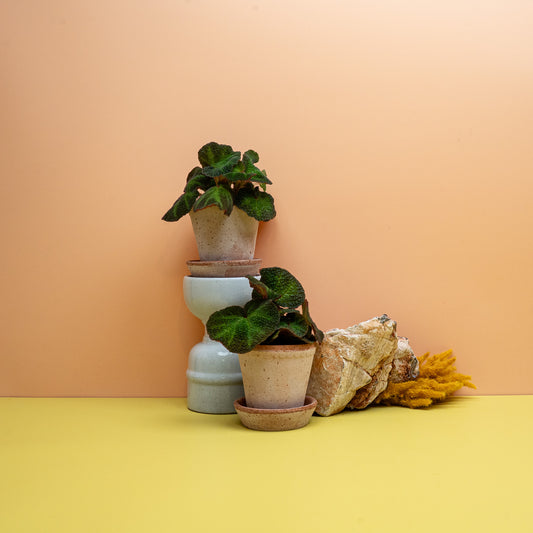 Begonia Soli Mutata, raue tiefgrüne Blätter mit hellerer Aderung – potflourri