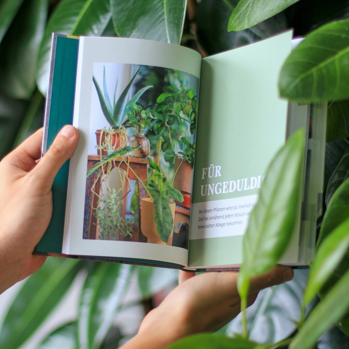 BUCH - GROW YOUR JUNGLE online bestellen bei potflourri