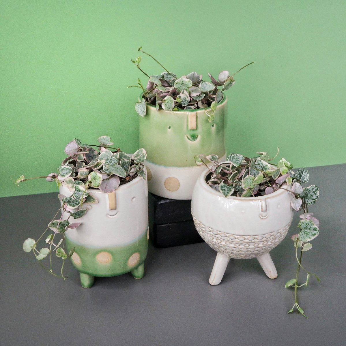 CEROPEGIA WOODII VARIEGATA online bestellen bei potflourri