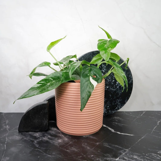 EPIPREMNUM PINNATUM VARIEGATA online bestellen bei potflourri