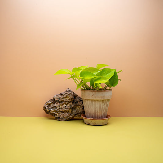 EPIPREMNUM GOLDEN POTHOS