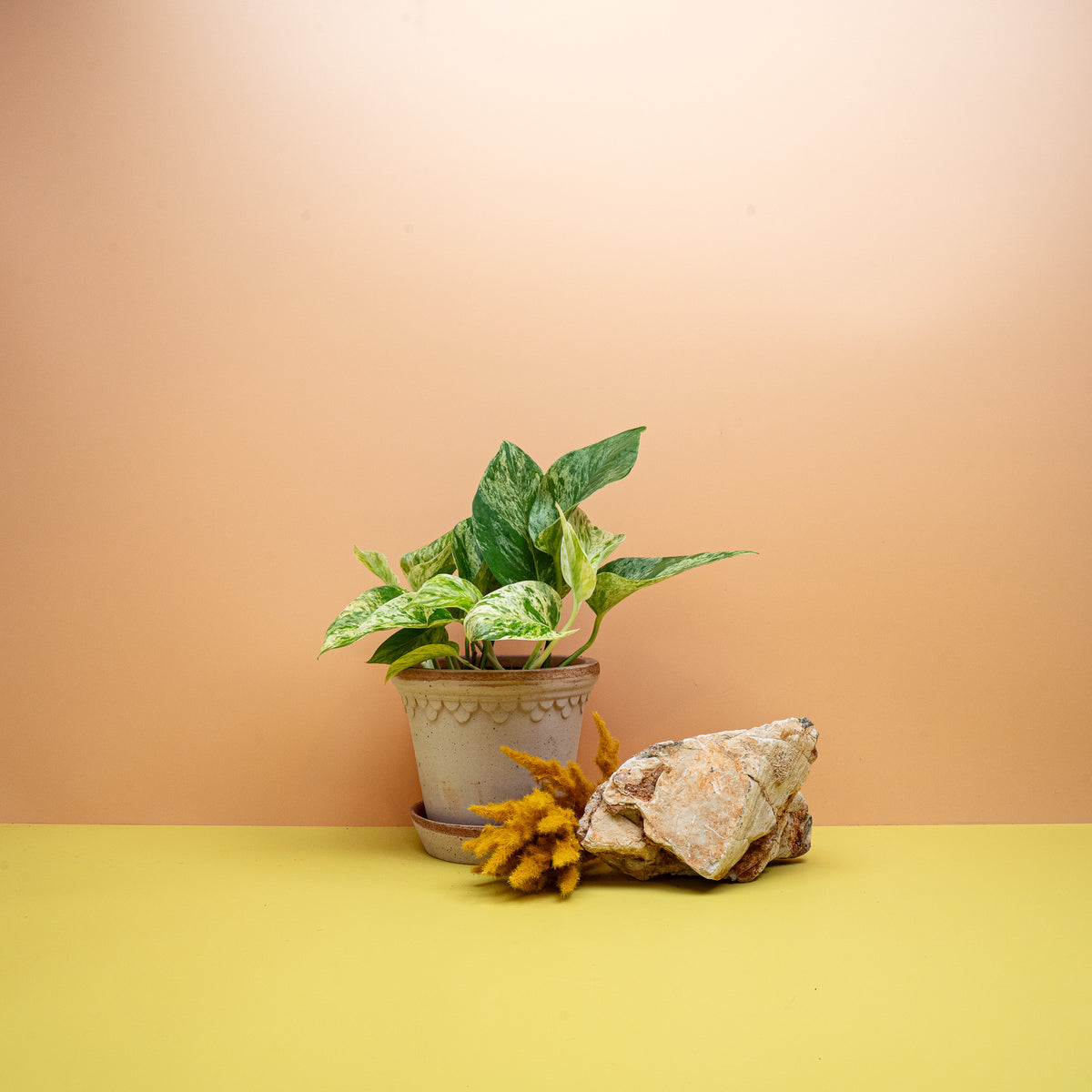 Epipremnum Marble Queen, panaschierte Hängepflanze mit Blattmarmorierung – potflourri