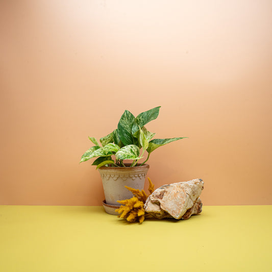 Epipremnum Marble Queen, panaschierte Hängepflanze mit Blattmarmorierung – potflourri