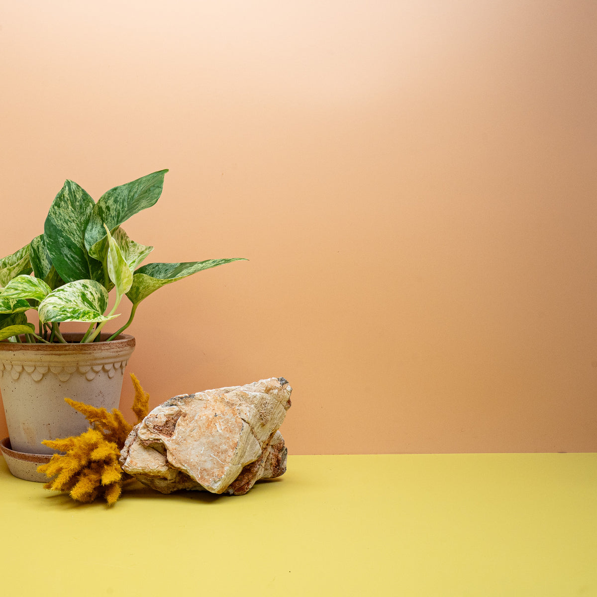 Epipremnum Marble Queen, herzförmiges Blatt in Cremeweiß und Grün