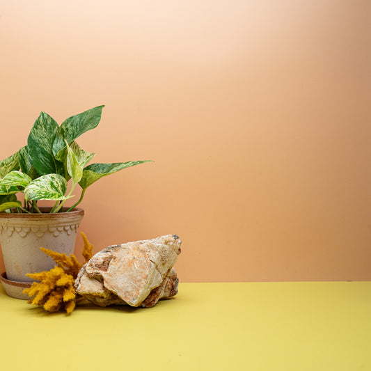 Epipremnum Marble Queen, panaschierte Hängepflanze mit Blattmarmorierung – potflourri