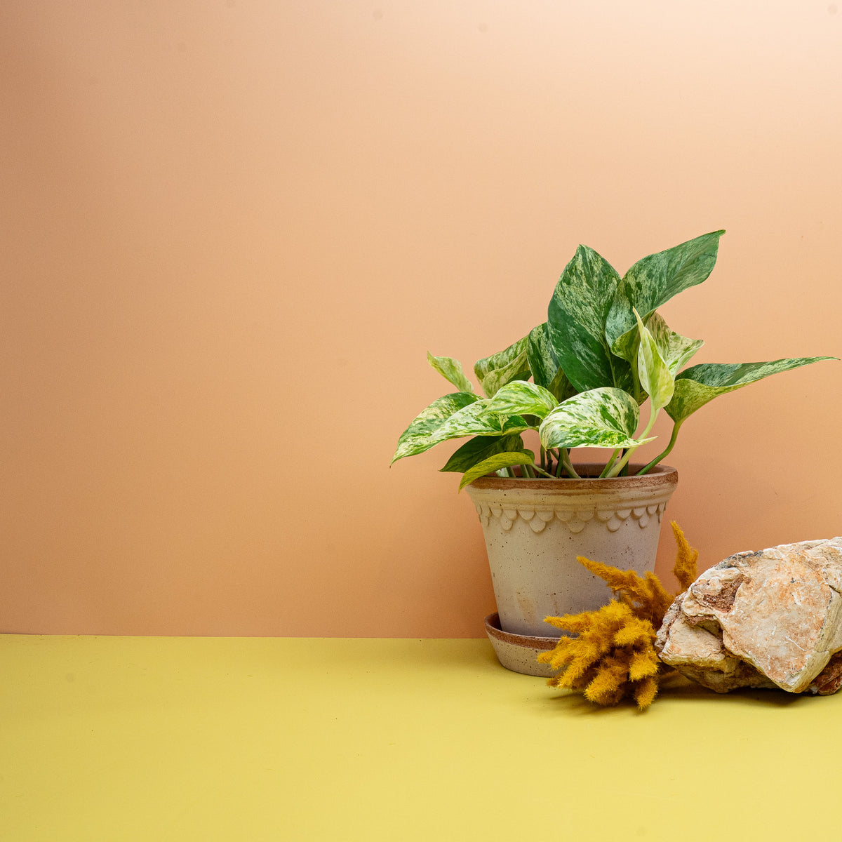 Epipremnum Marble Queen Größe M, marmorierte Kletterpflanze