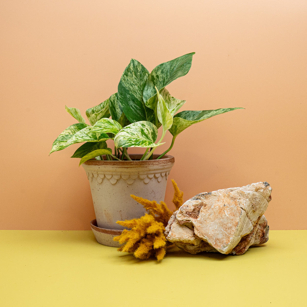 Epipremnum Marble Queen, rankende Zimmerpflanze für Regal und Ampel
