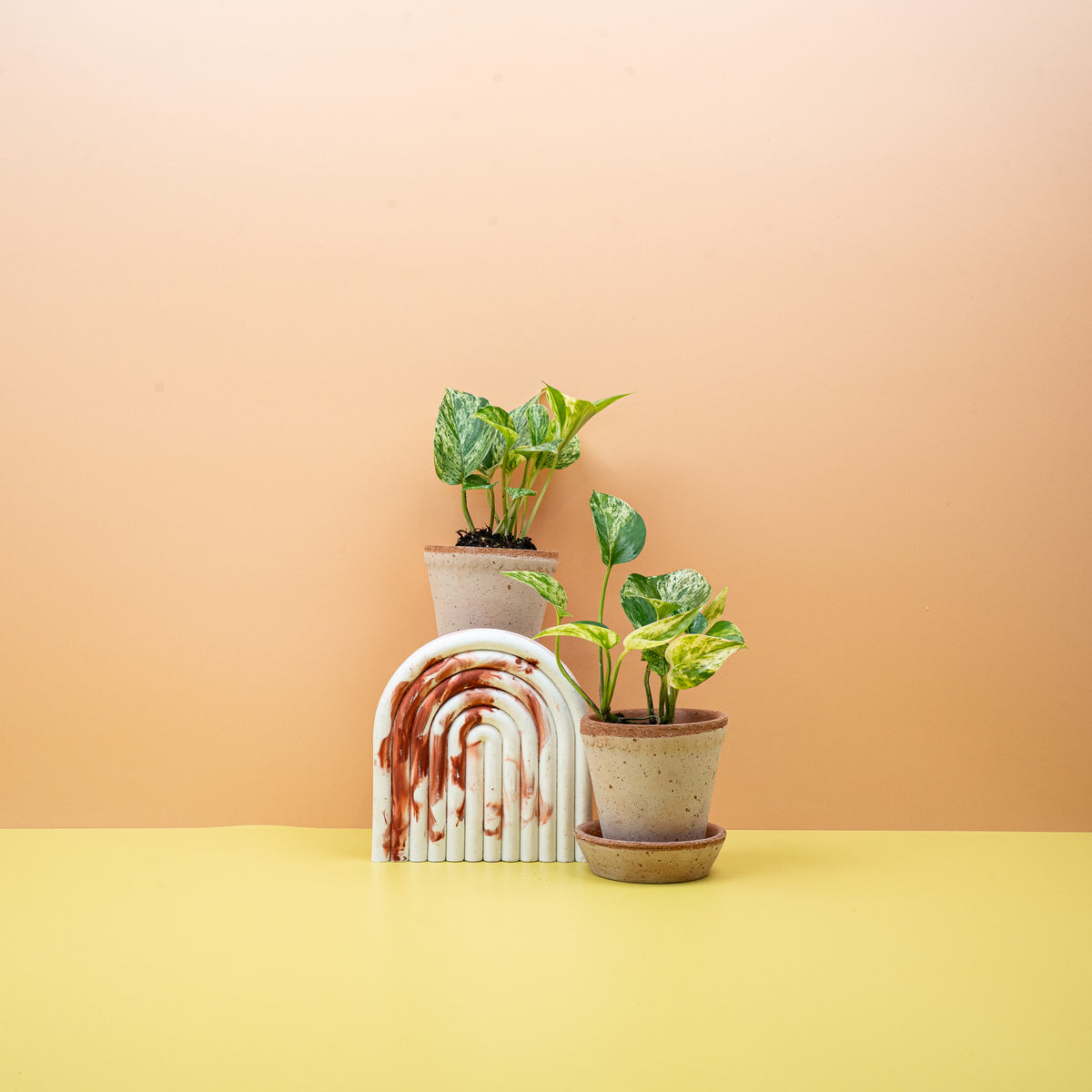 Epipremnum Marble Queen Größe XS, kompakte panaschierte Pflanze