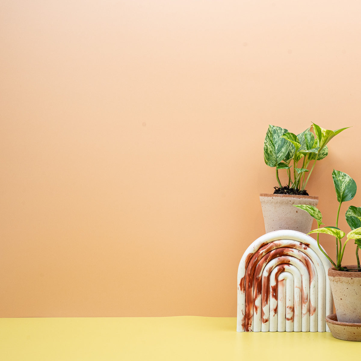 Epipremnum Marble Queen im Kulturtopf, panaschierte Rankpflanze – Ansicht 8
