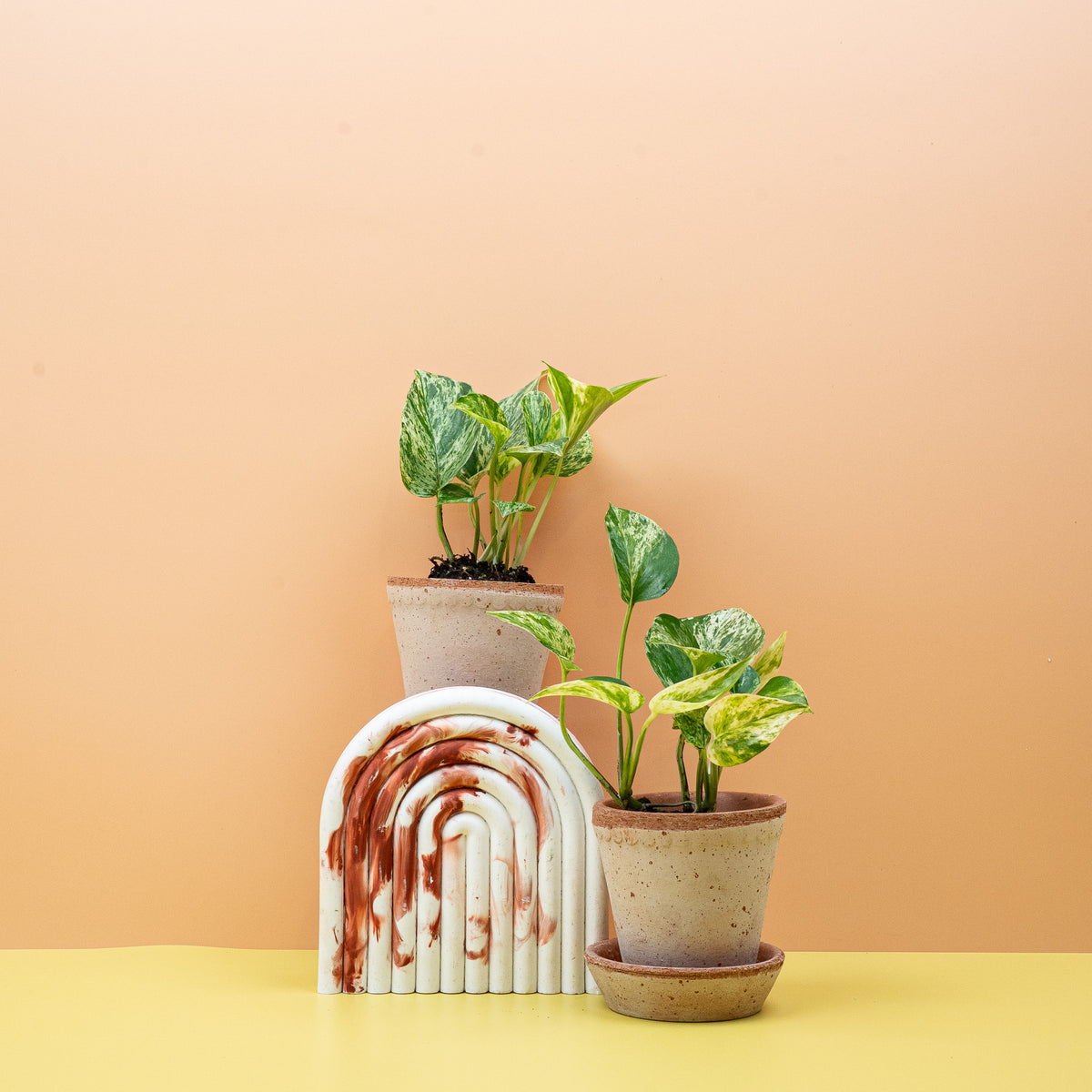 Epipremnum Marble Queen, herzförmige Blätter mit Marmorierung – Ansicht 10
