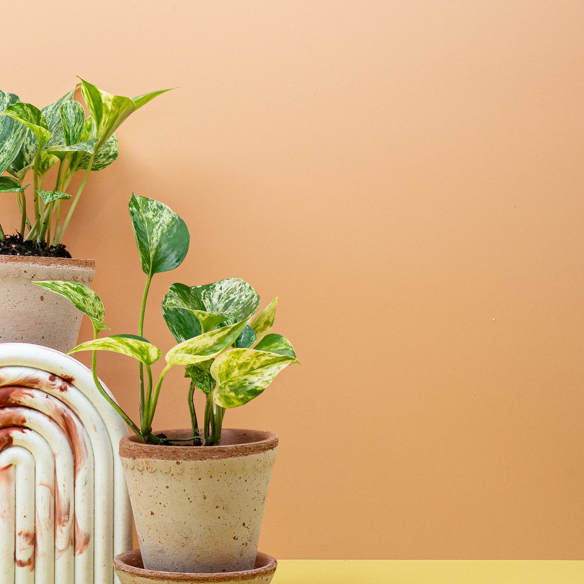 Epipremnum Marble Queen, kräftig wachsende Kletterpflanze – Ansicht 9