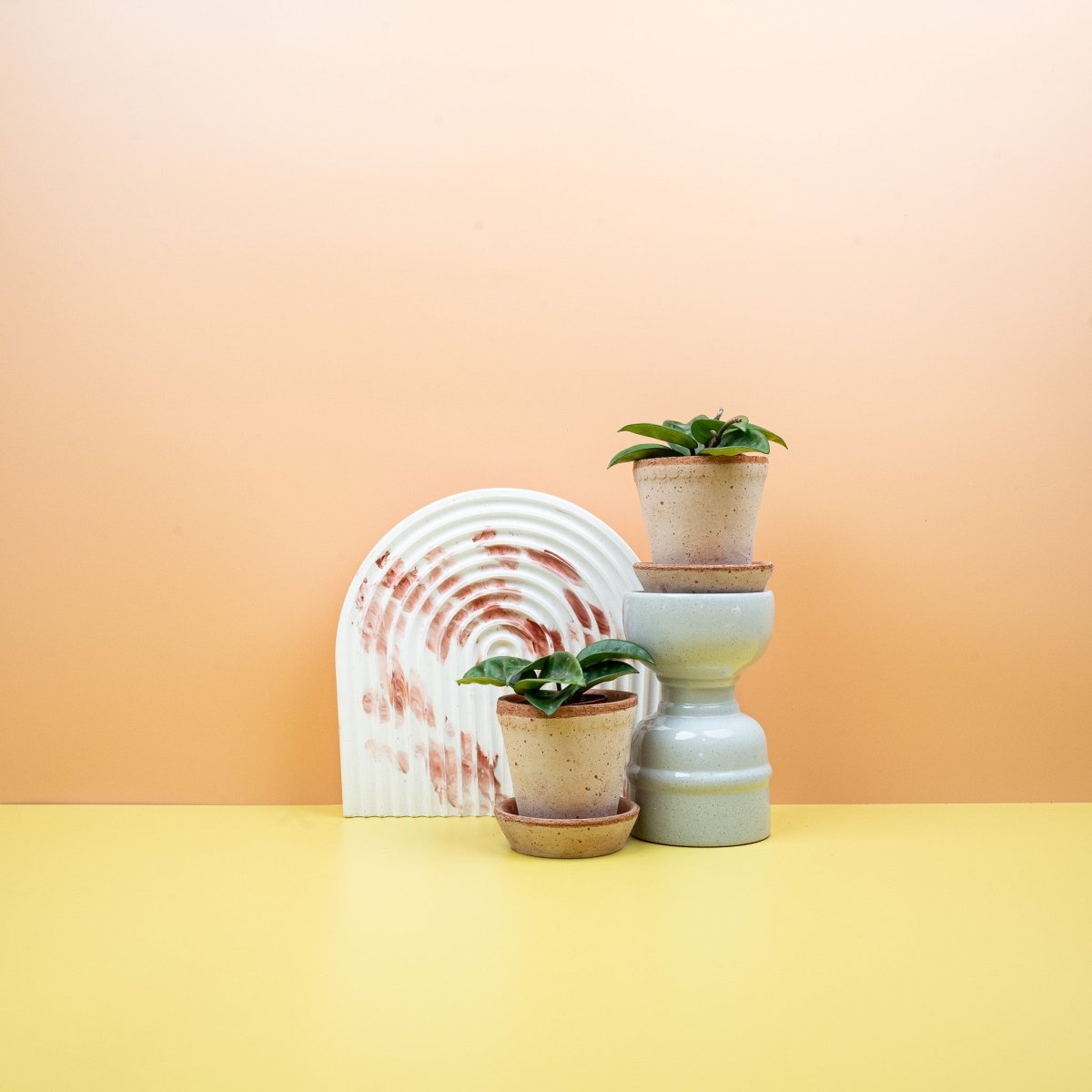 HOYA CARNOSA KRINKLE online bestellen bei potflourri
