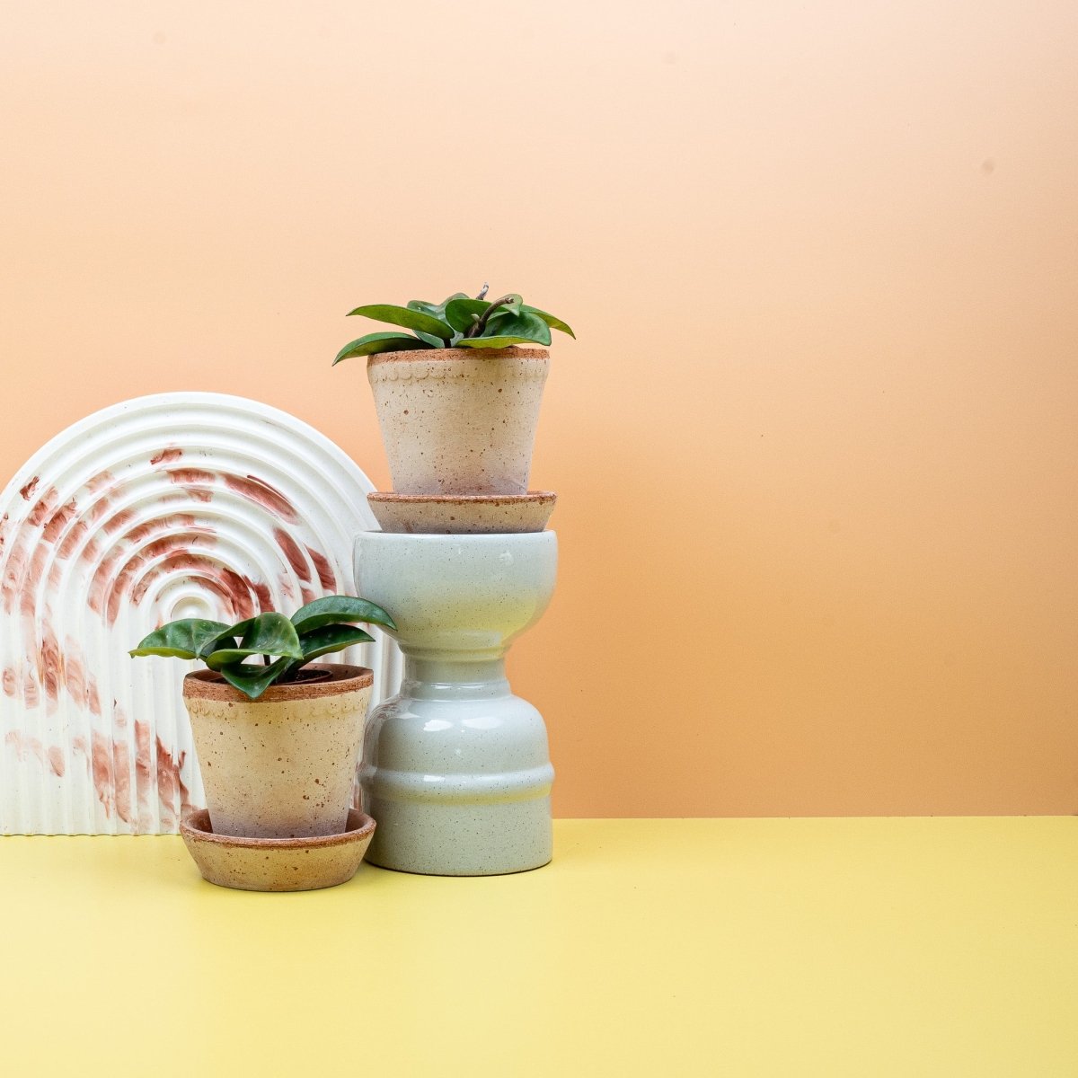 HOYA CARNOSA KRINKLE online bestellen bei potflourri