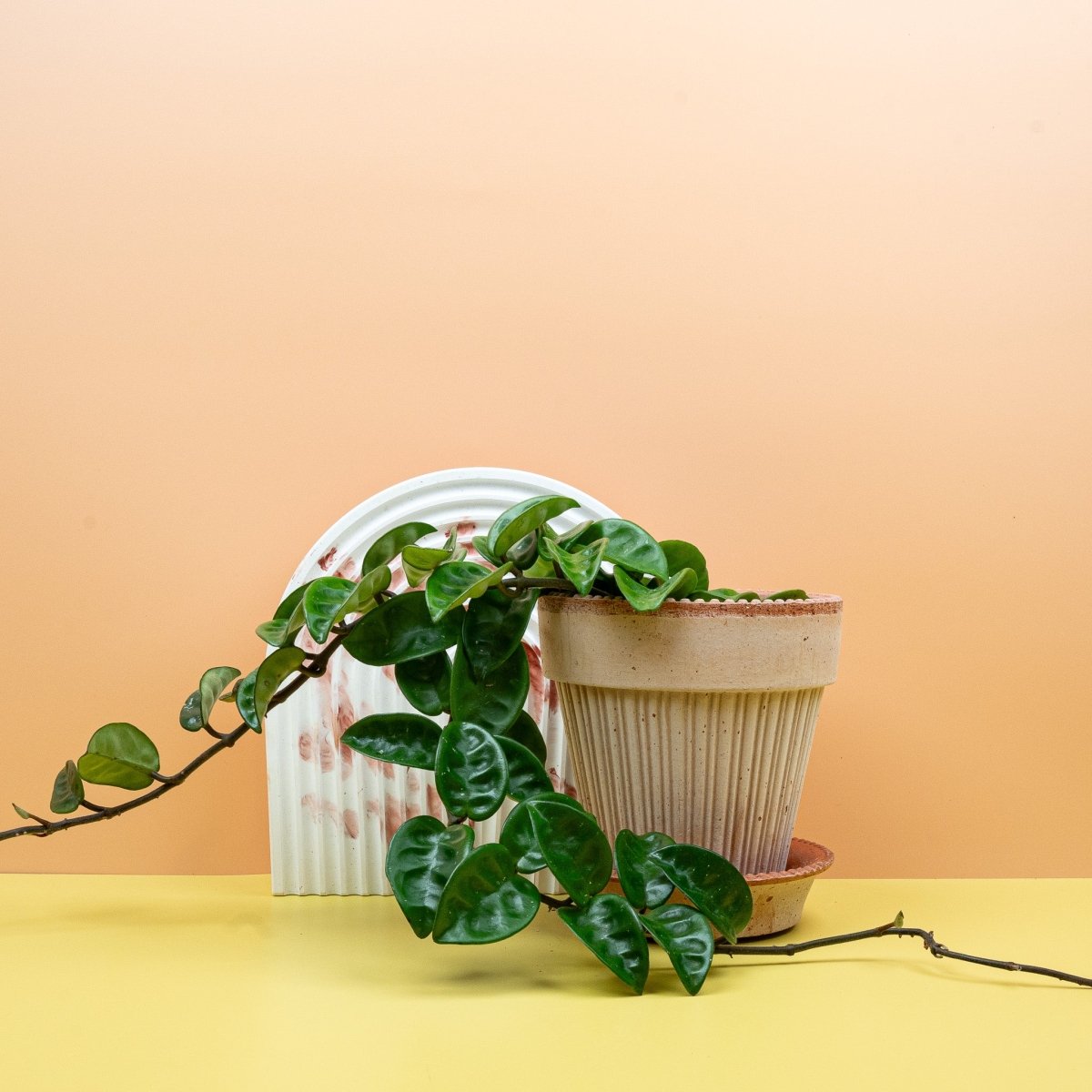 HOYA CARNOSA KRINKLE online bestellen bei potflourri