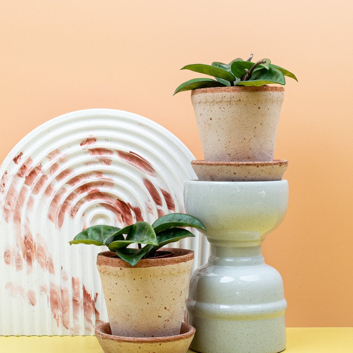 HOYA CARNOSA KRINKLE online bestellen bei potflourri