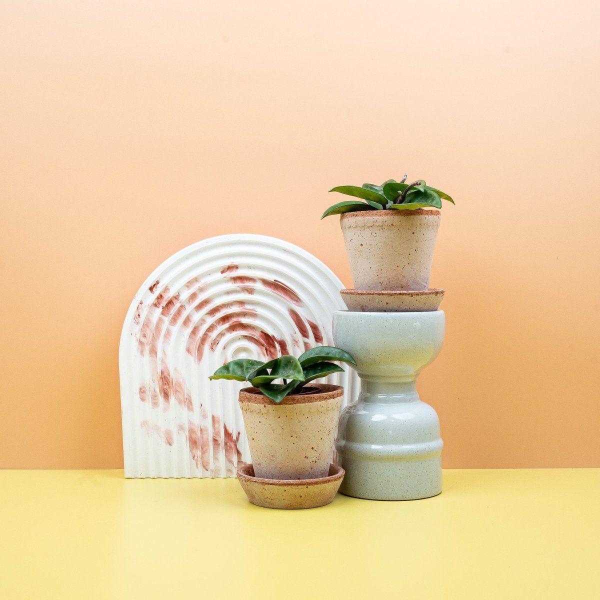 HOYA CARNOSA KRINKLE online bestellen bei potflourri