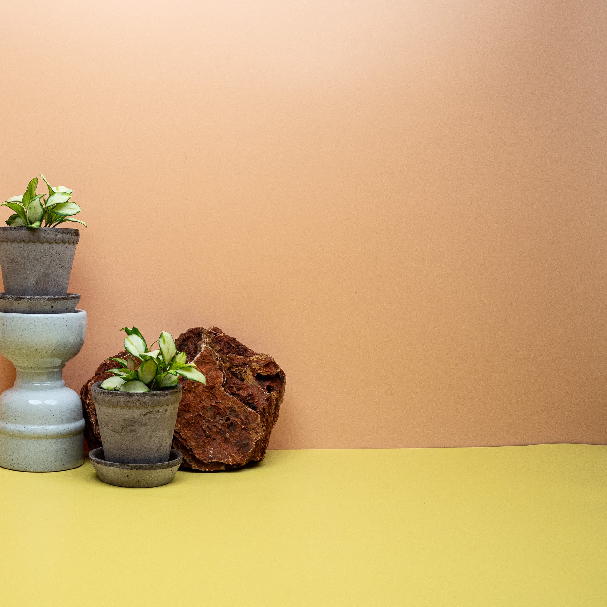 Junge Hoya Heuschkeliana Variegata, dickfleischige Blätter mit weißem Rand – potflourri