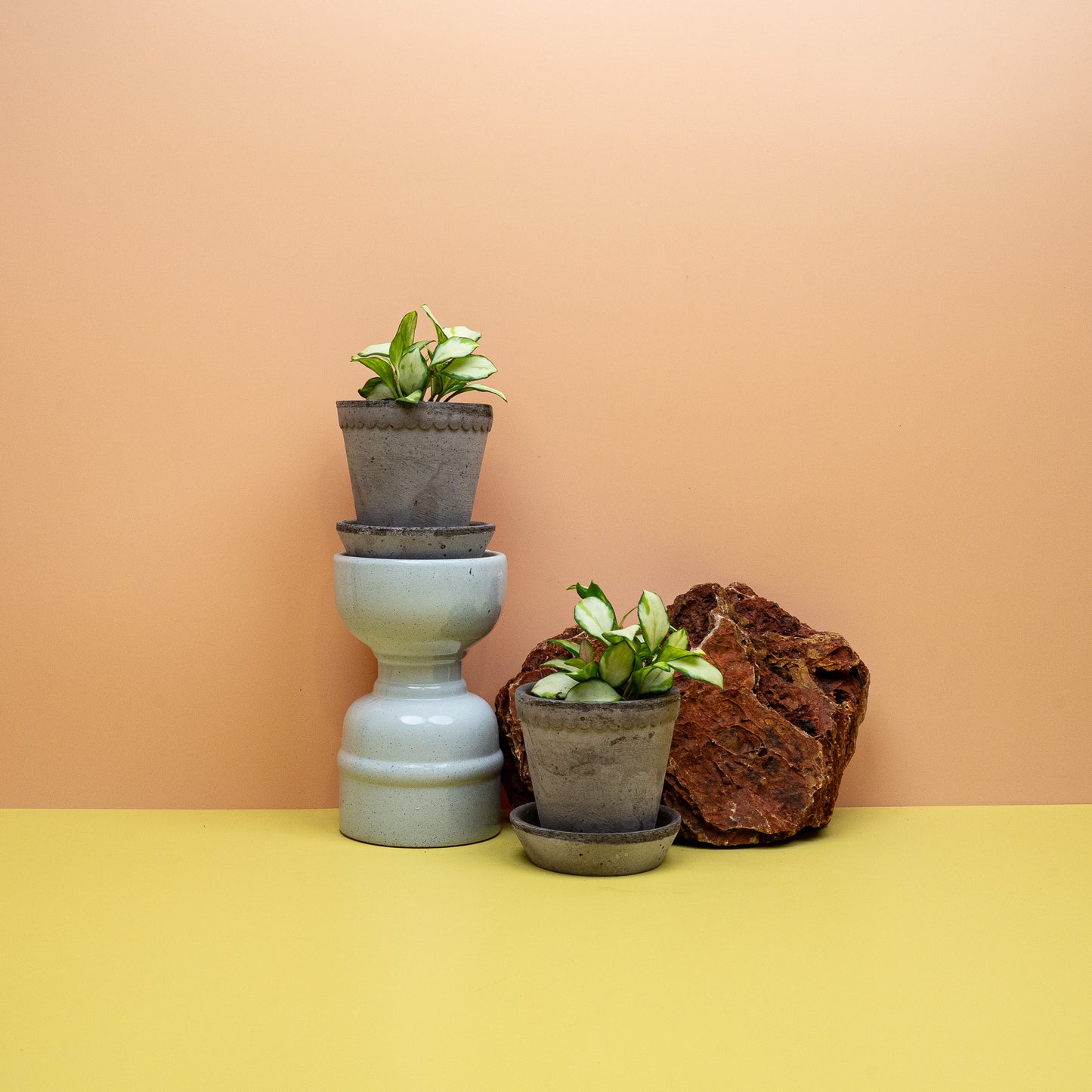 Panaschierte Wachsblume Hoya heuschkeliana als Zimmerpflanze – potflourri