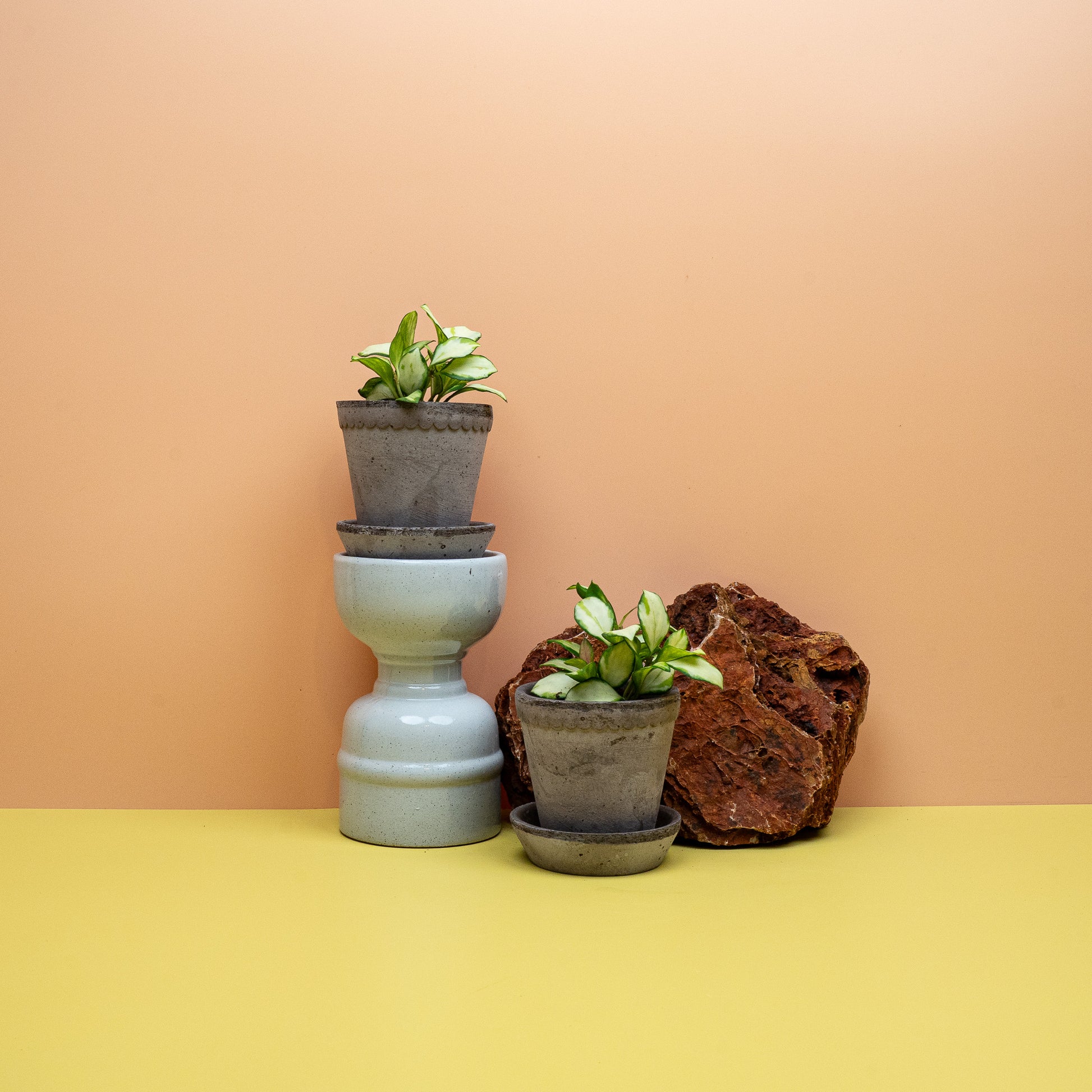 Panaschierte Wachsblume Hoya heuschkeliana als Zimmerpflanze – potflourri