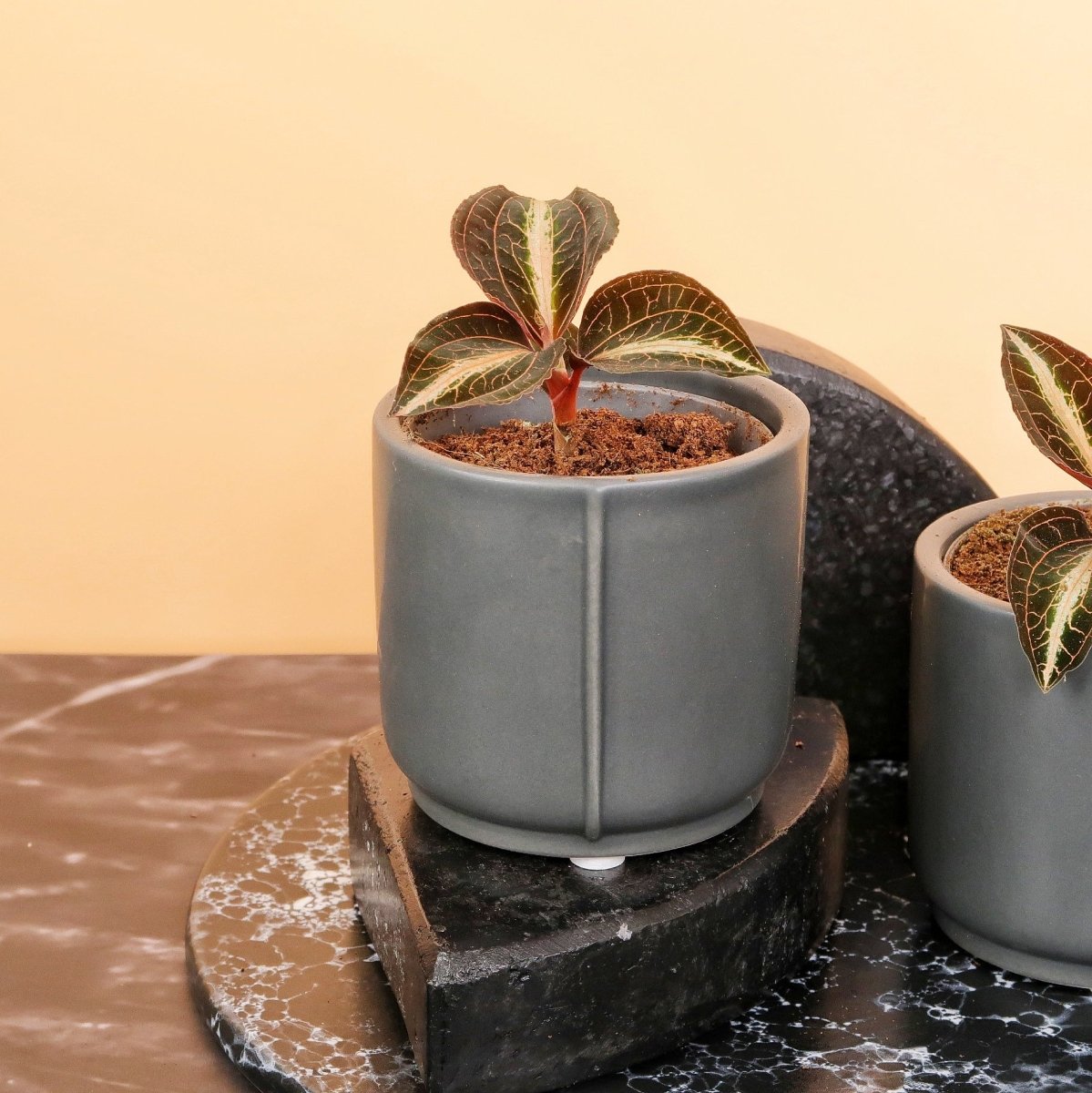 JEWEL ORCHID MACODES AMBER online bestellen bei potflourri