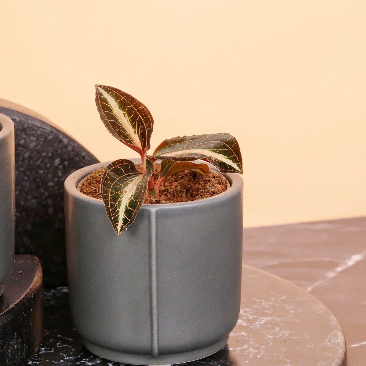 JEWEL ORCHID MACODES AMBER online bestellen bei potflourri