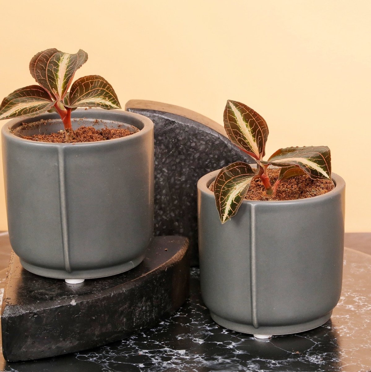 JEWEL ORCHID MACODES AMBER online bestellen bei potflourri