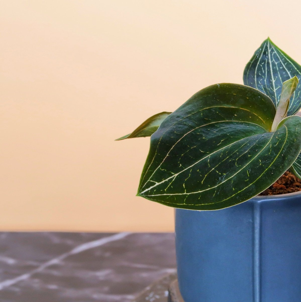 Jewel Orchid Macodes Citrine – Juwelorchidee mit gesprenkelten Blättern von potflourri