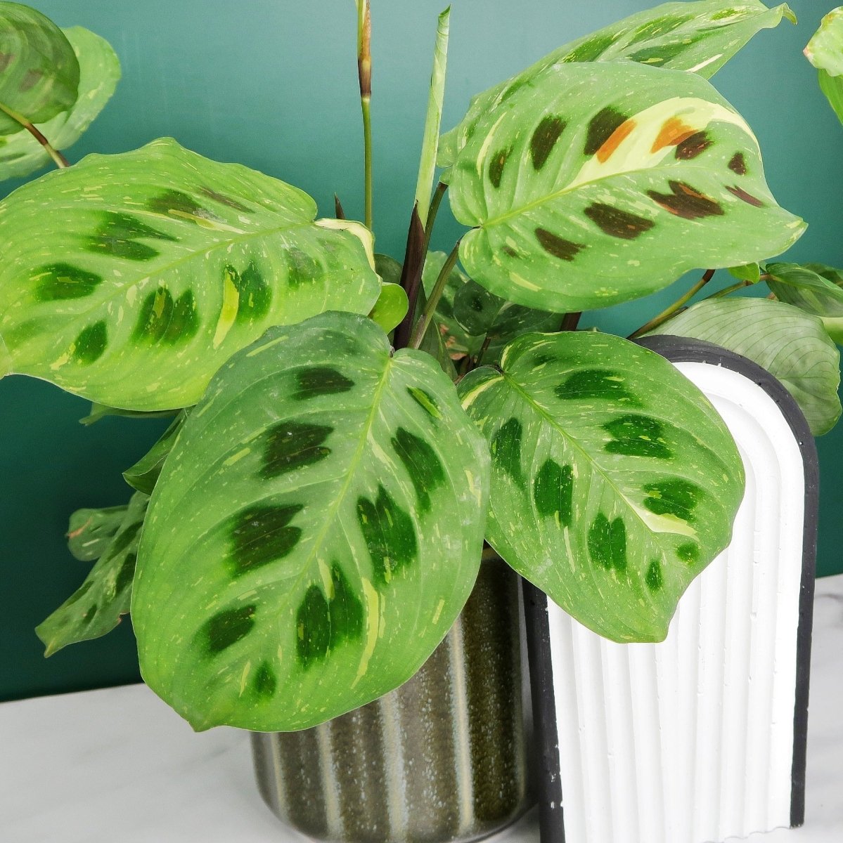 MARANTA KERCHOVEANA VARIEGATA online bestellen bei potflourri