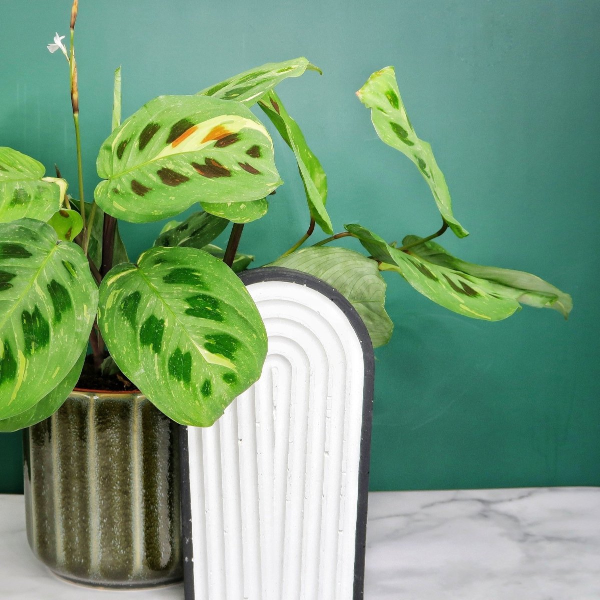 MARANTA KERCHOVEANA VARIEGATA online bestellen bei potflourri