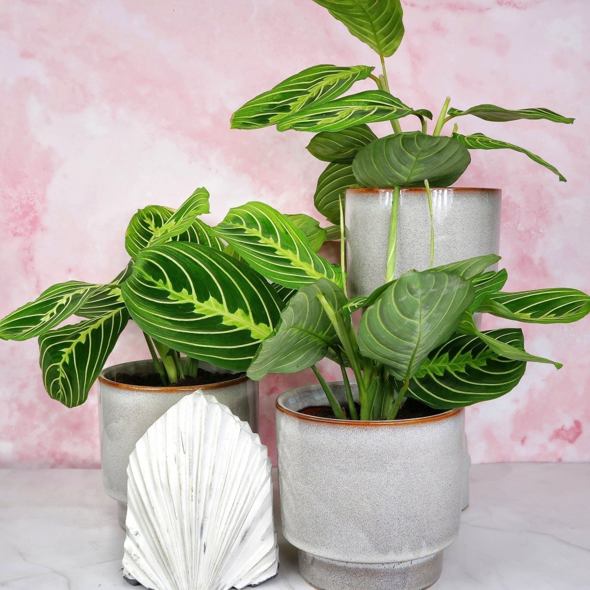 MARANTA LEUCONEURA LEMON LIME online bestellen bei potflourri