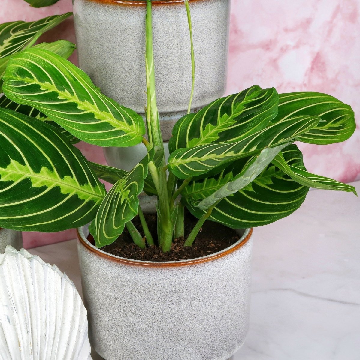 MARANTA LEUCONEURA LEMON LIME online bestellen bei potflourri