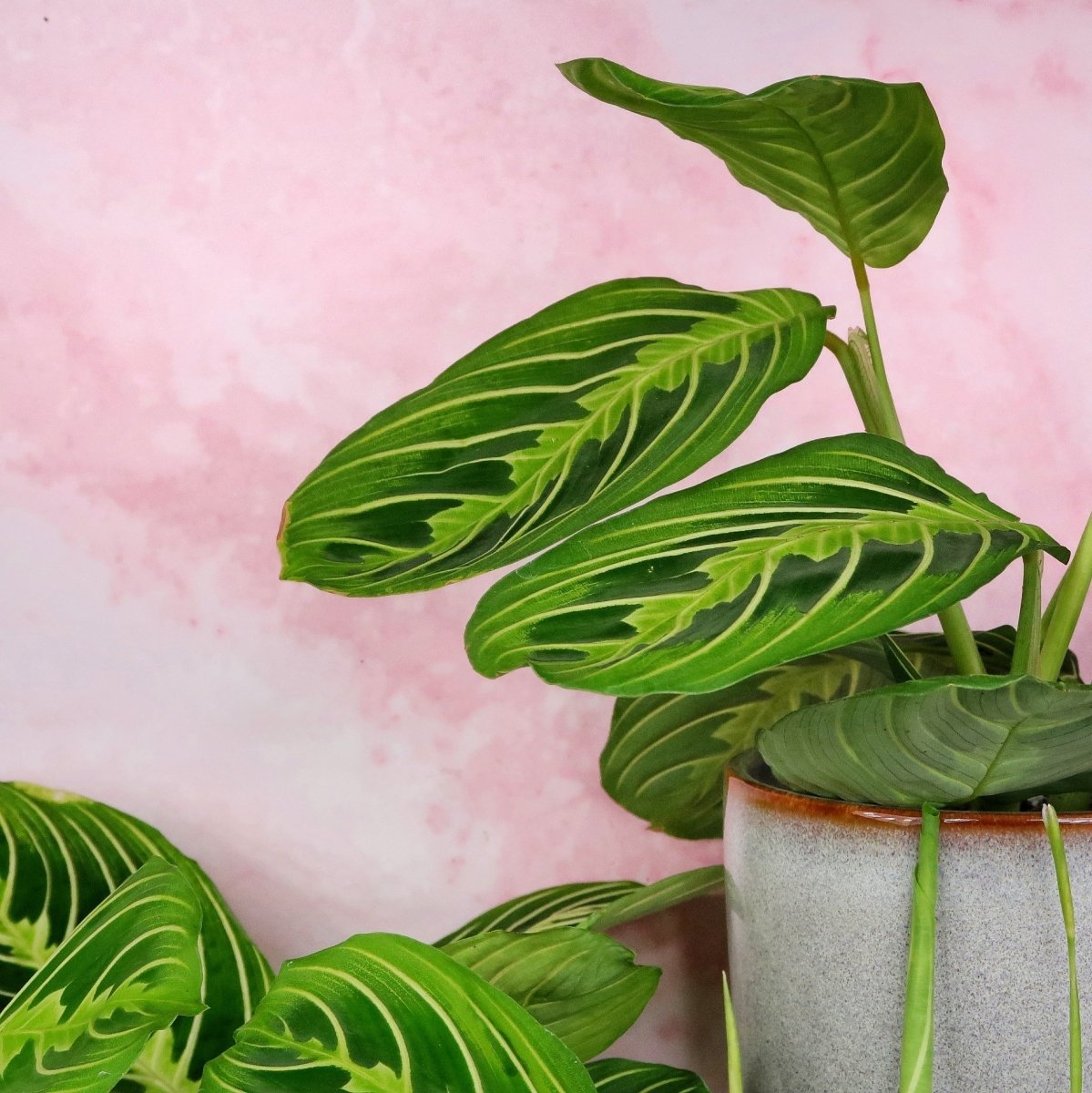 MARANTA LEUCONEURA LEMON LIME online bestellen bei potflourri