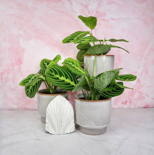 MARANTA LEUCONEURA LEMON LIME online bestellen bei potflourri