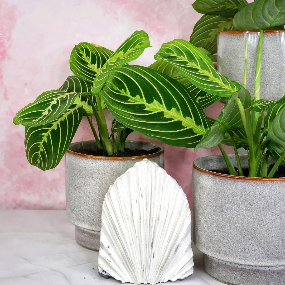 MARANTA LEUCONEURA LEMON LIME online bestellen bei potflourri