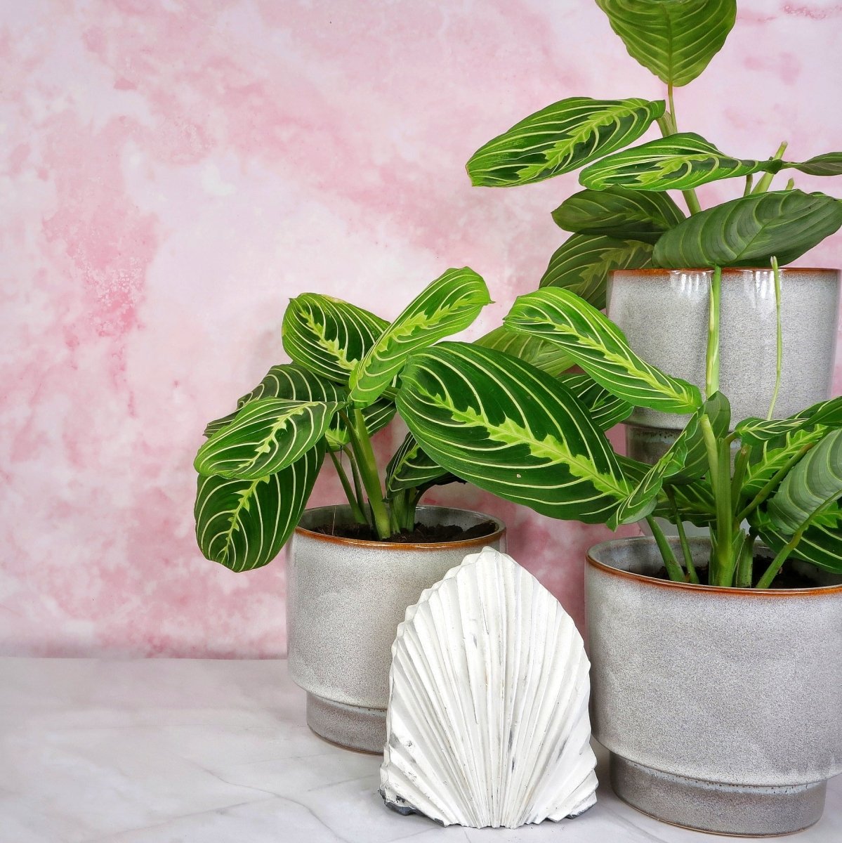 MARANTA LEUCONEURA LEMON LIME online bestellen bei potflourri