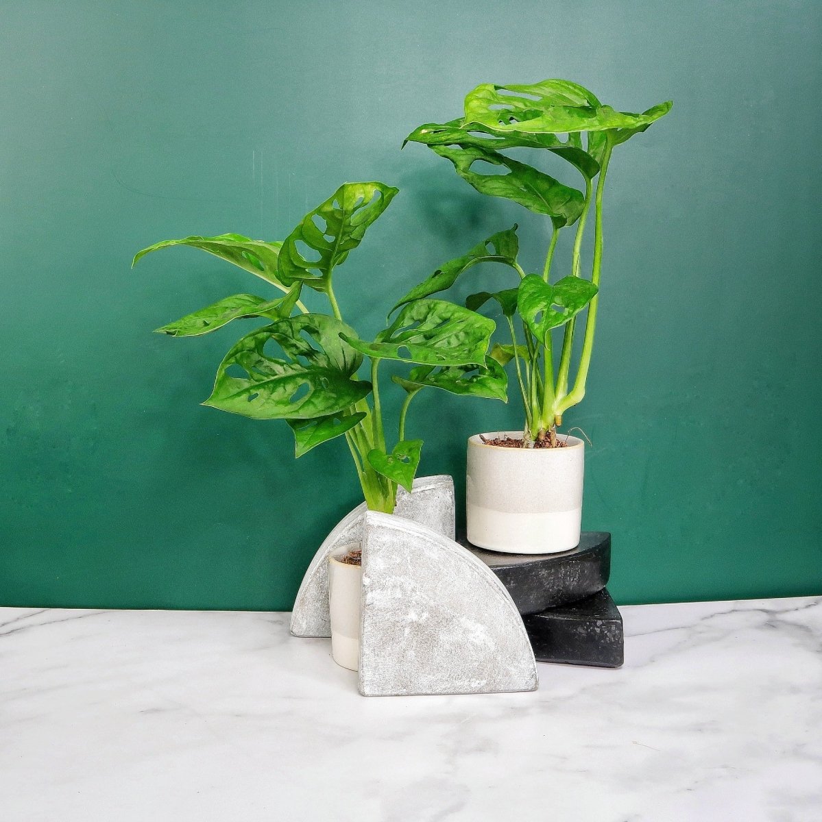 MONSTERA ADANSONII online bestellen bei potflourri