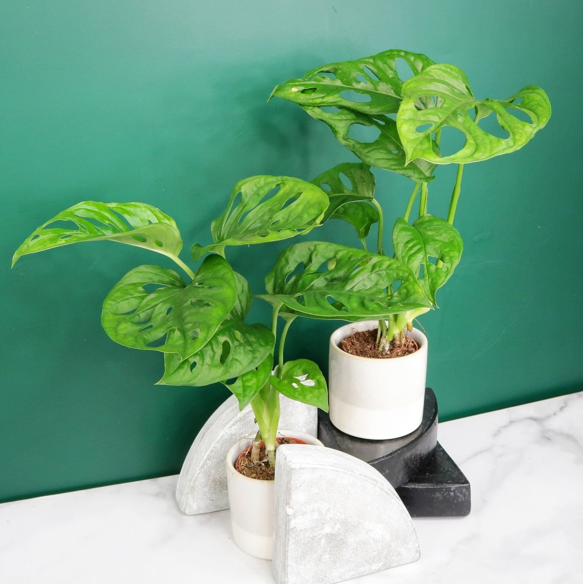 MONSTERA ADANSONII online bestellen bei potflourri