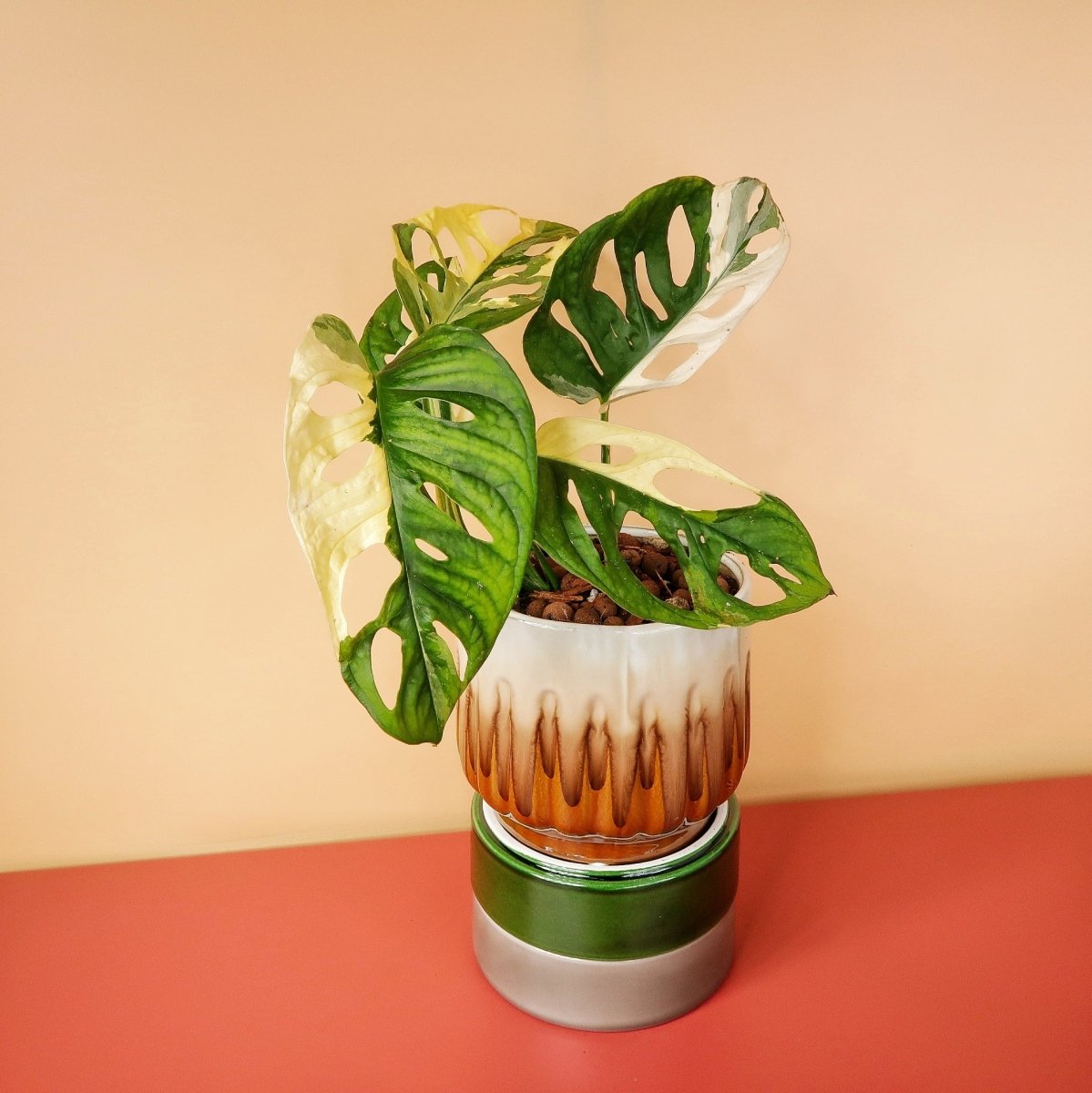 MONSTERA ADANSONII VARIEGATA online bestellen bei potflourri