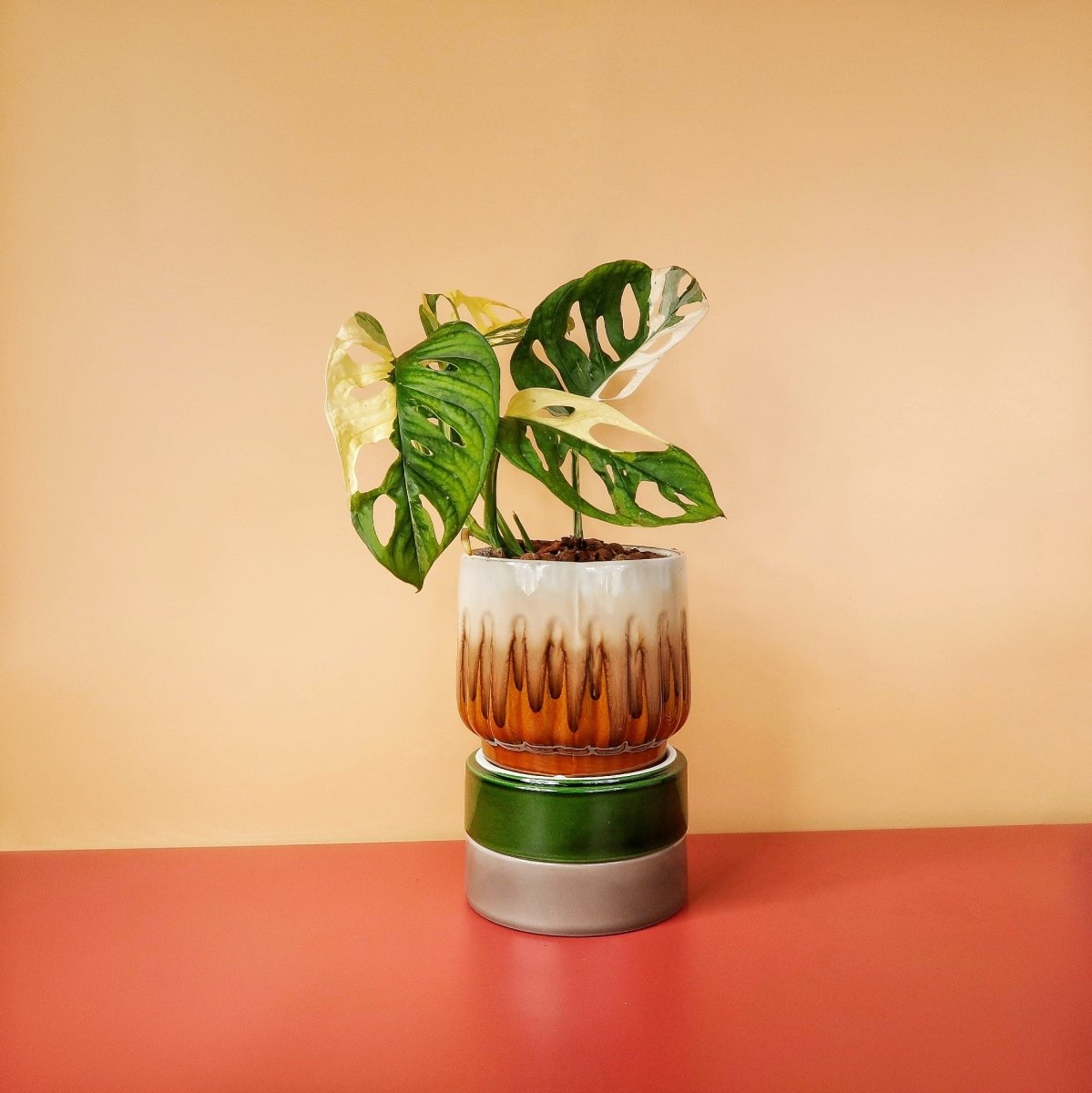 MONSTERA ADANSONII VARIEGATA online bestellen bei potflourri